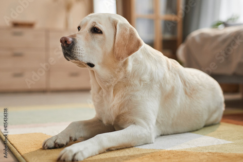 Warm toned portrait of white Labrador dog lying on carpet in cozy home interior lit by sunlight, copy space