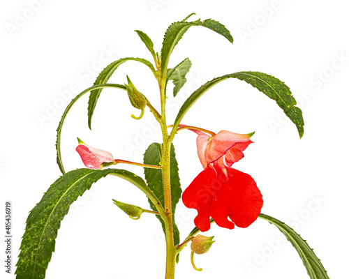 Scarlet flower of Impatiens balsamina, garden balsam jewelweed touch-me-not plant, isolated on white background