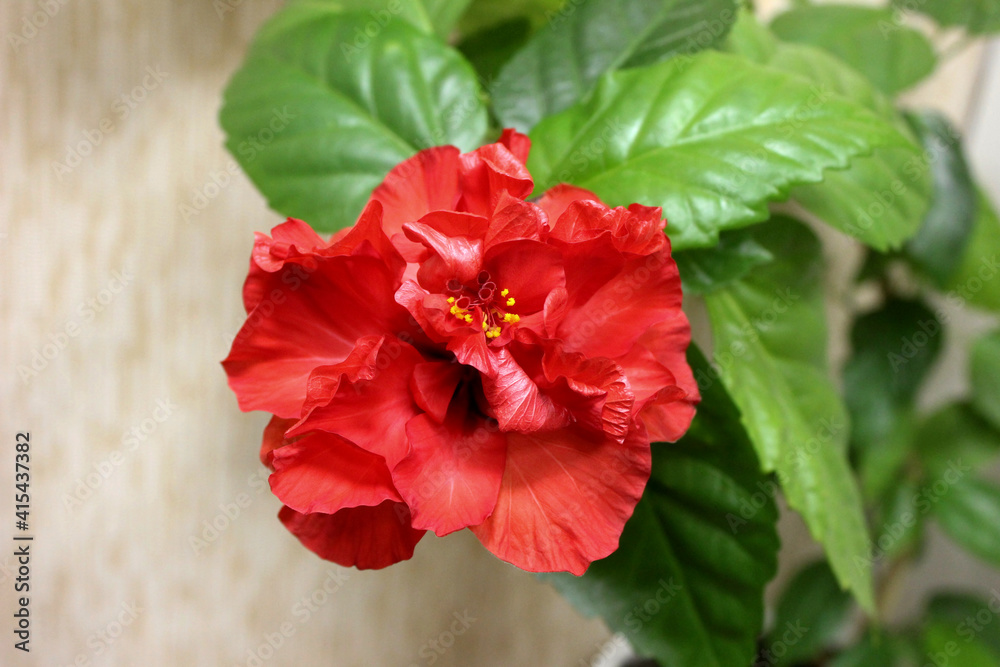 Red hibiscus flower (China rose, Chinese hibiscus, Hawaiian hibiscus) green leaves natural background. Karkade tropical garden rose flower with fluffy petals for tea. Red jungle flower - plant growing Red hibiscus flower (China rose, Chinese hibiscus, Hawaiian hibiscus) green leaves natural background. Karkade tropical garden rose flower with fluffy petals for tea. Red jungle flower - plant growing