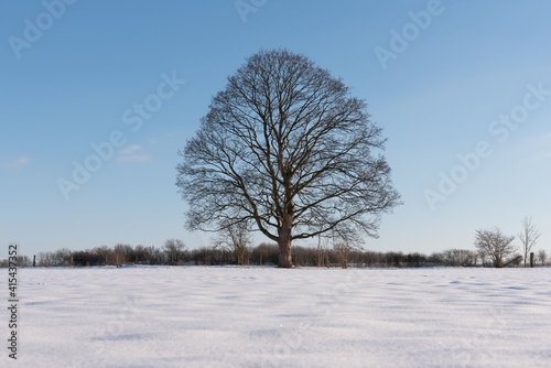 Wallpaper Mural perfekter baum Torontodigital.ca