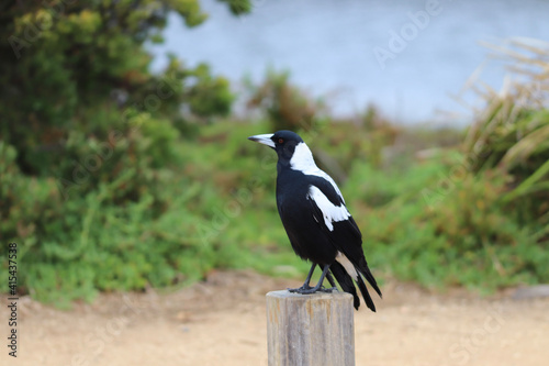 Wallpaper Mural crow on the ground Torontodigital.ca