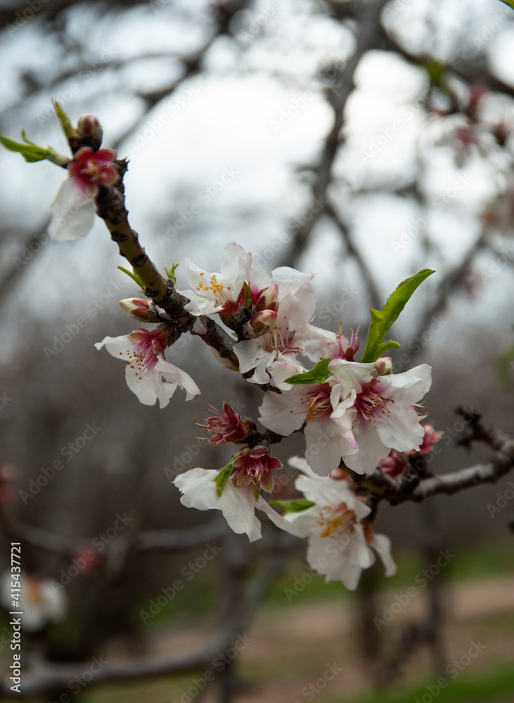 Close up of branch with beautiful almond flowers. Close up of branch with beautiful almond flowers.