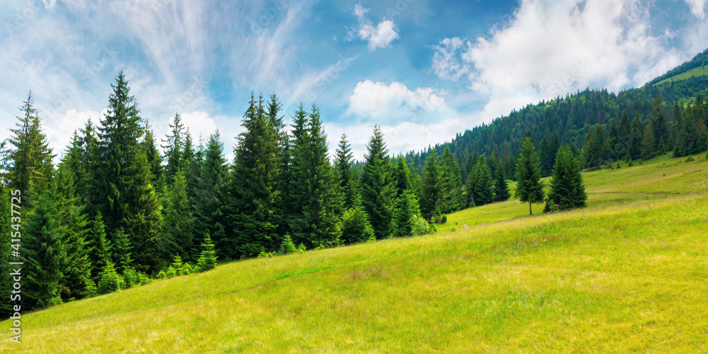 coniferous forests in mountains. summer landscape with green grass on the hills. nature scenery on a sunny day with clouds on the sky