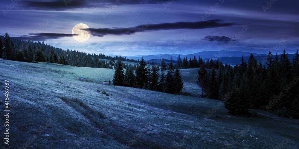coniferous forests in mountains at night. summer landscape with grass on the hills. nature scenery in full moon light with clouds on the sky
