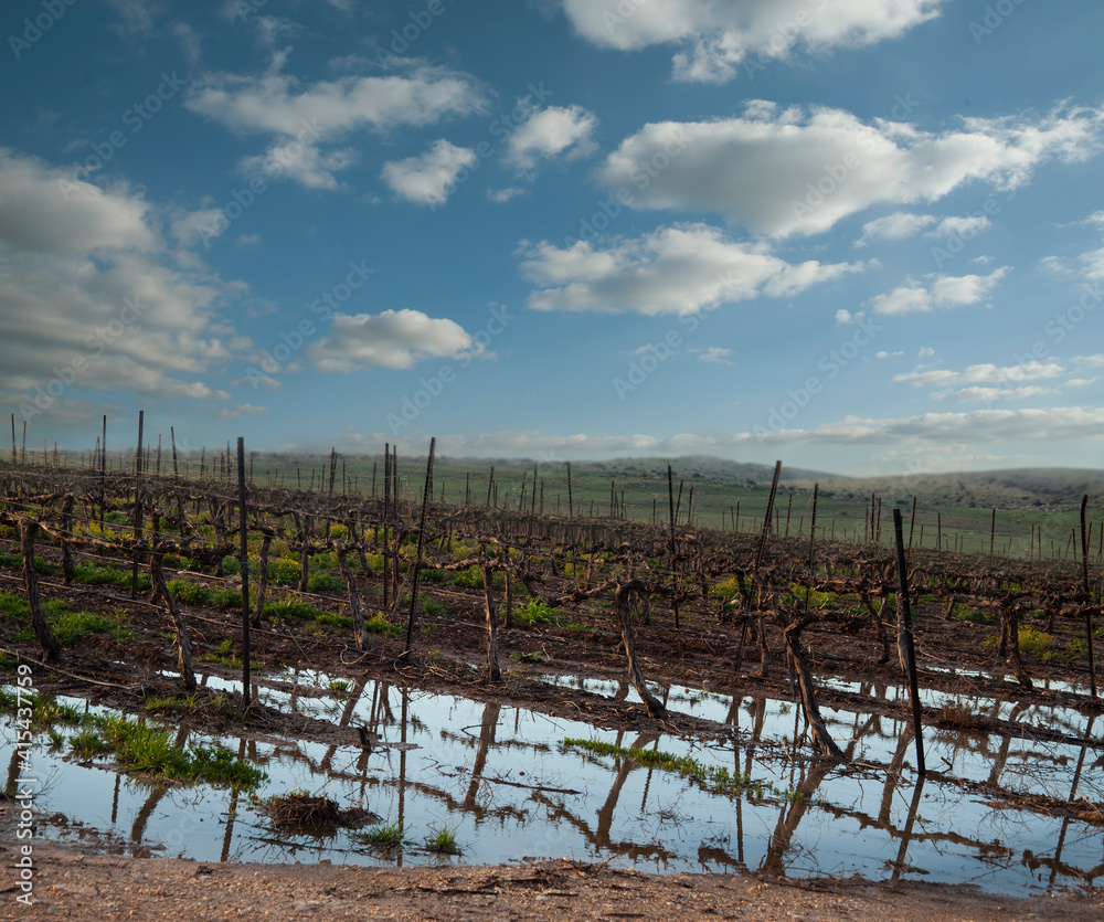 Vineyard in the spring after rain. Israel.
Vineyard in the spring after rain. Israel.