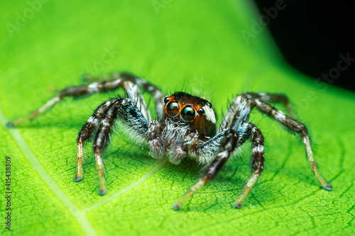 spider on a web