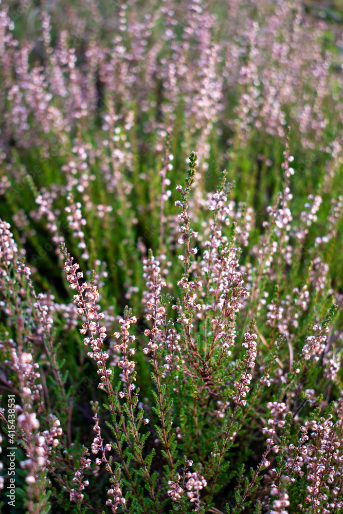 Purple, pink, violet heather shrubs in the green cold autumn garden or forest
