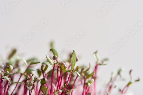  Beet sprouts on a white background. Macro. Selective focus. Copy space.