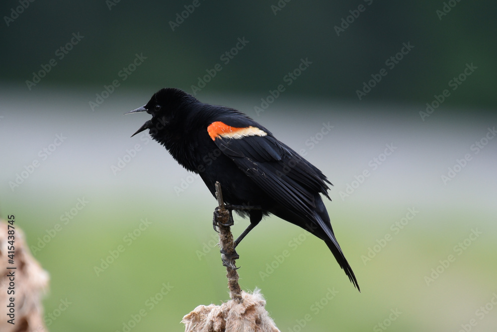 Fototapeta premium Red-winged blackbird calling