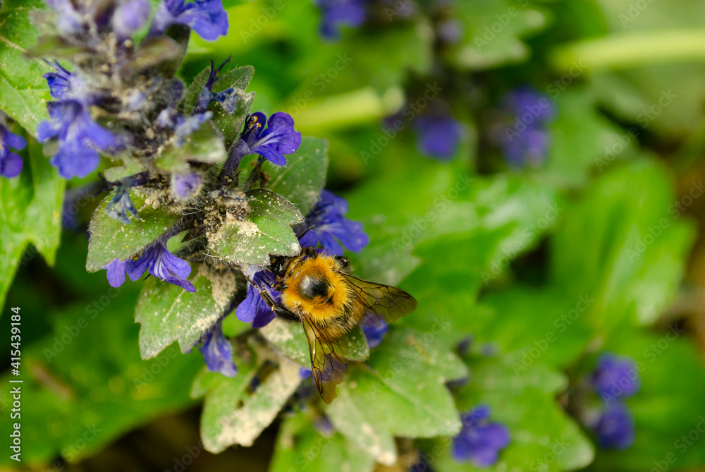 Macro of a bumblebee on a blue flower. Shallow depth of field with soft focus and green leaves in the background Macro of a bumblebee on a blue flower. Shallow depth of field with soft focus and green leaves in the background