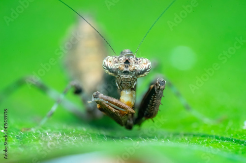 mantis eating