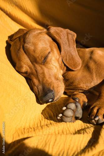 beautiful dog of the dachshund breed, also called teckel, Viennese dog or sausage dog, napping on the floor on a sports mat