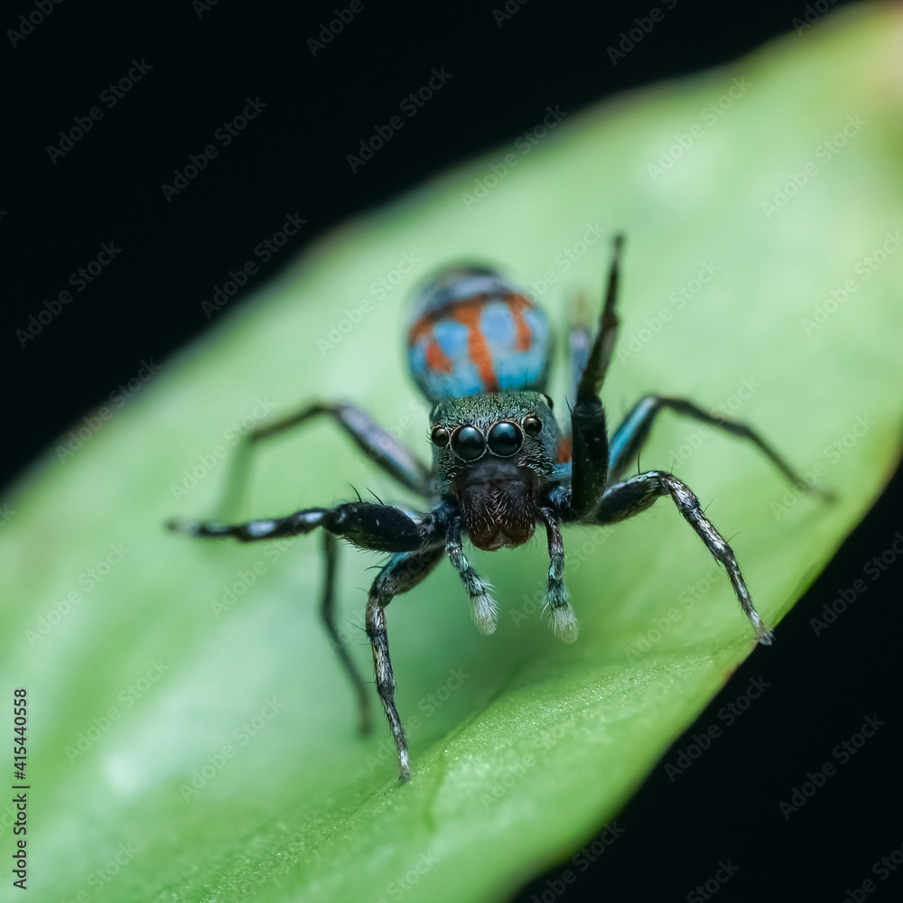 spider on leaf spider on leaf