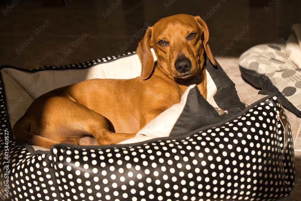 Beautiful purebred dachshund dog, also called teckel, Viennese dog or sausage dog, on a dog bed looking at the camera.