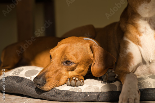 beautiful dog of the dachshund breed, also called teckel, Viennese dog or sausage dog, napping on the floor on a sports mat © Javier Ocampo Bernas