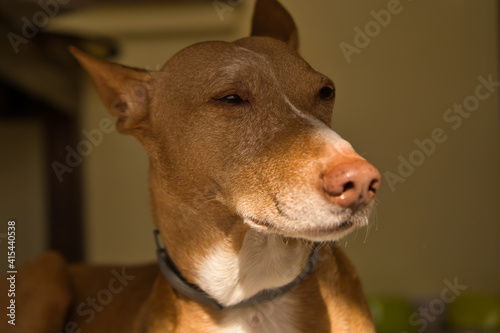 Beautiful hunting dog with brown hair  dog collar. on the couch