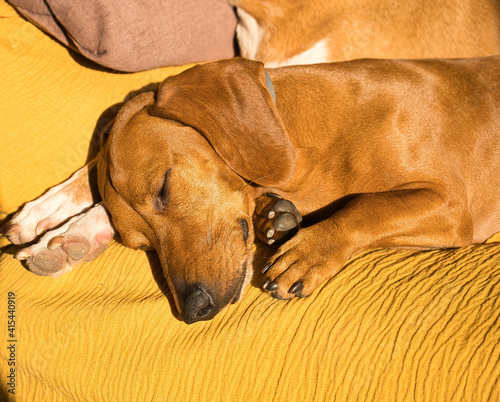 Beautiful purebred dachshund dog, also called a teckel, Viennese dog, or sausage dog, napping on a dog bed. Dog