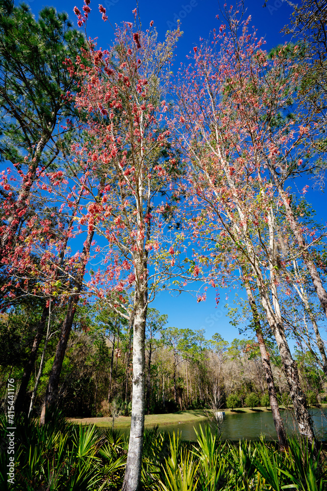 Fototapeta premium Colorful winter tree leaf in Florida