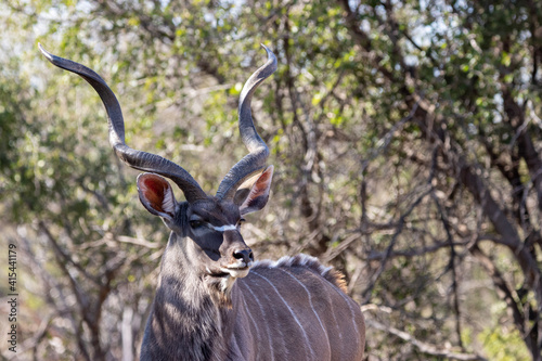 Kudu bull in Mokala National Park, Kimberley, South Africa