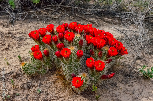 Known commonly as the hedgehog cactus (Echinocereus sp.), east Utah photo