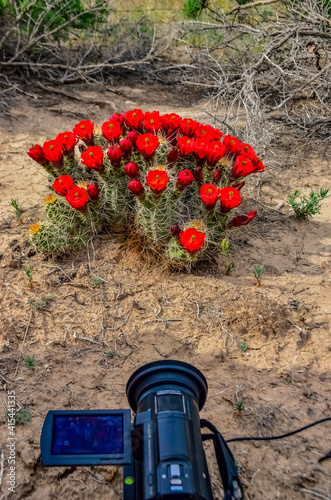 Known commonly as the hedgehog cactus (Echinocereus sp.), east Utah photo