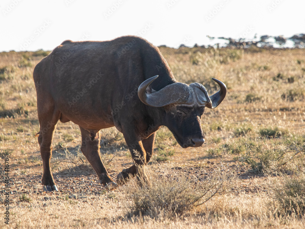 Cape buffalo in Mokala National Park, Kimberley, South Africa Cape buffalo in Mokala National Park, Kimberley, South Africa