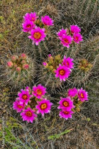 Pink flowers cacti of Sclerocactus parviflorus, east Utah photo