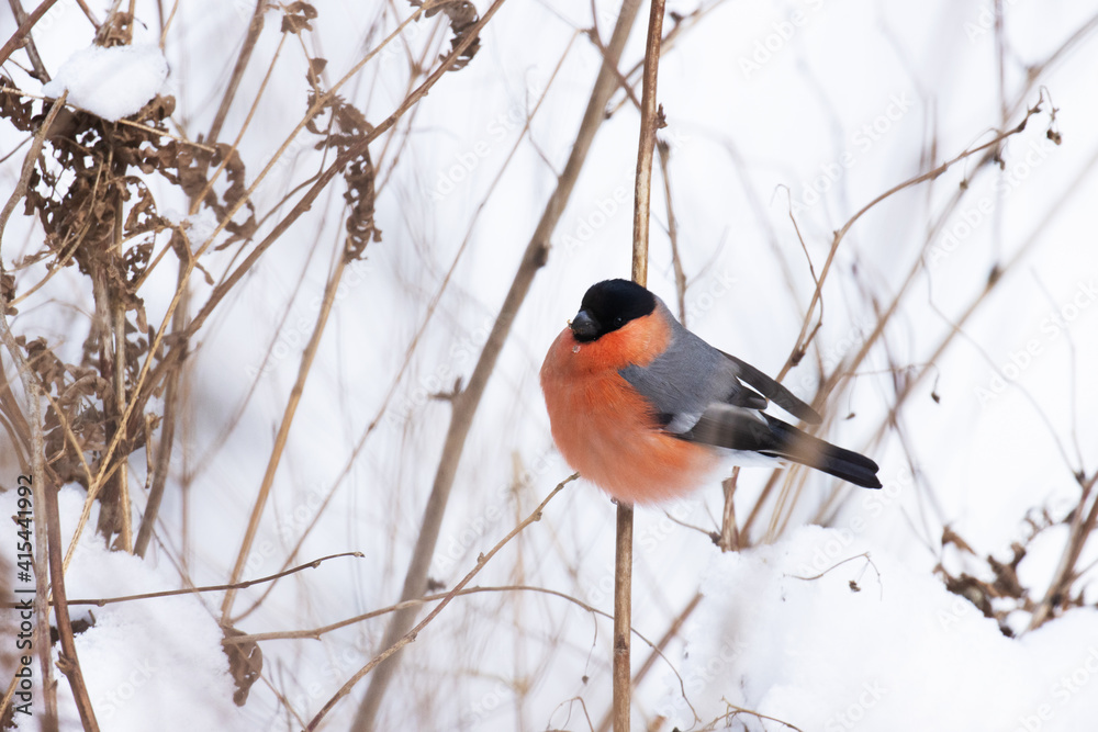 Colorful male Eurasian bullfinch, Pyrrhula pyrrhula perched on a small twig during a winter day in Estonia. Colorful male Eurasian bullfinch, Pyrrhula pyrrhula perched on a small twig during a winter day in Estonia.
