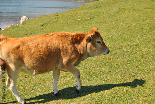 cow on the background of the sky and green grass. In the lakes of Covadonga, located in Asturias, Spain,