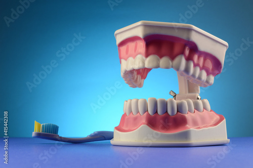 Dental Teth Display