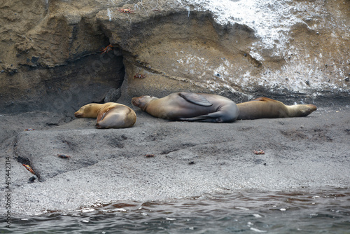 Galapagos sea lion (Zalophus wollebaeki), Floreana Island, Galapagos Islands, Ecuador photo