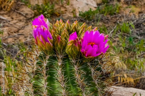 Pink flowers cacti of Sclerocactus parviflorus, east Utah