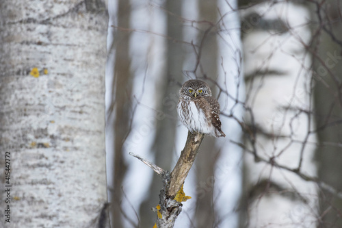 Small Eurasian pygmy owl, Glaucidium passerinum as the smallest owl in Europe, perched and staring in a boreal forest of Estonia.  photo