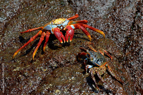 Sally Lightfoot crab, (Grapsus grapsus), Floreana Island, Galapagos Islands, Ecuador photo