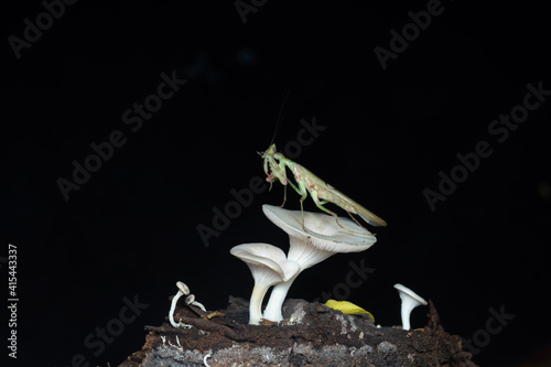 praying mantis on grass