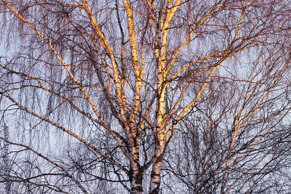 European white birch, Betula pendula treetop during a late winter sunset in Estonia, Northern Europe. European white birch, Betula pendula treetop during a late winter sunset in Estonia, Northern Europe.