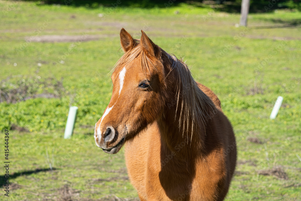 Close-up photo of a horse without reins in the countryside Close-up photo of a horse without reins in the countryside
