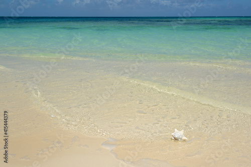 Tableau sur toile Conch shell on the beach at Bones Bight, Anegada, British Virgin Islands