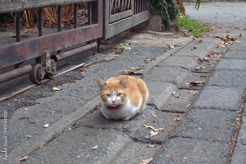 A cat sleeping on the street.