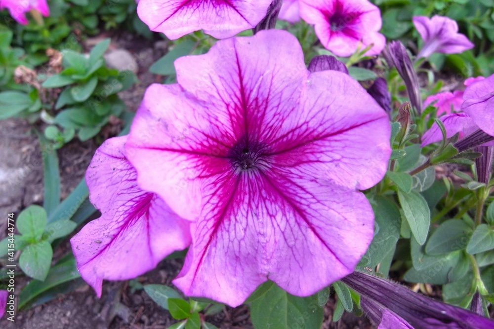 Hibiscus flower in flower garden. Hibiscus flower in flower garden.