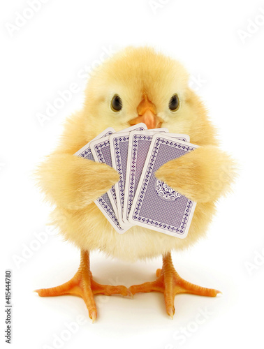Cute chick is playing cards gambling funny conceptual photo