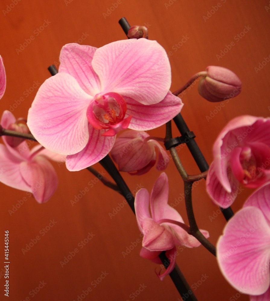 Obraz premium pink orchid flower