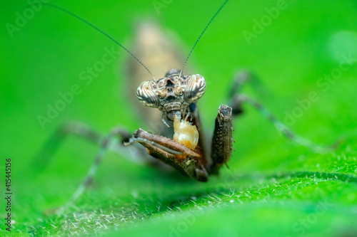 praying mantis on the grass