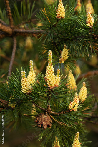Close-up of a blooming Scots pine, Pinus sylvestris on a late spring evening in Estonia, Northern Europe. 