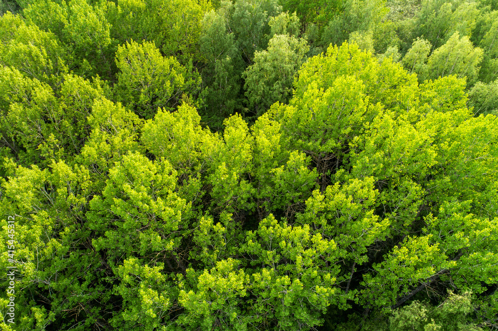 An aerial of lush and green European Aspen, Populus tremula forest during late spring in Estonia, Northern Europe. 