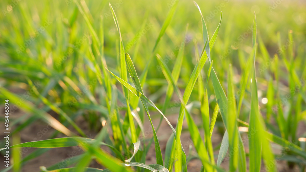 Obraz premium Green juicy sprouts of winter cereals close-up in the rays of the setting sun. Cereals in an agricultural field.