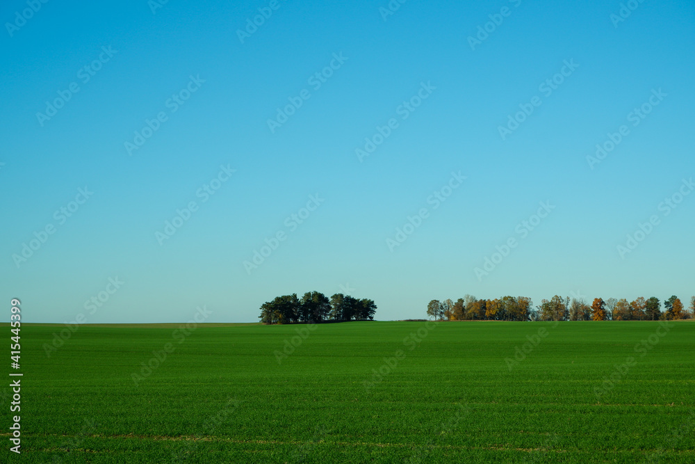 landscape. Green wheat field, trees on the horizon and clear blue sky.
