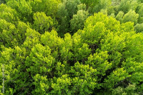 An aerial of lush and green European Aspen  Populus tremula forest during late spring in Estonia  Northern Europe. 