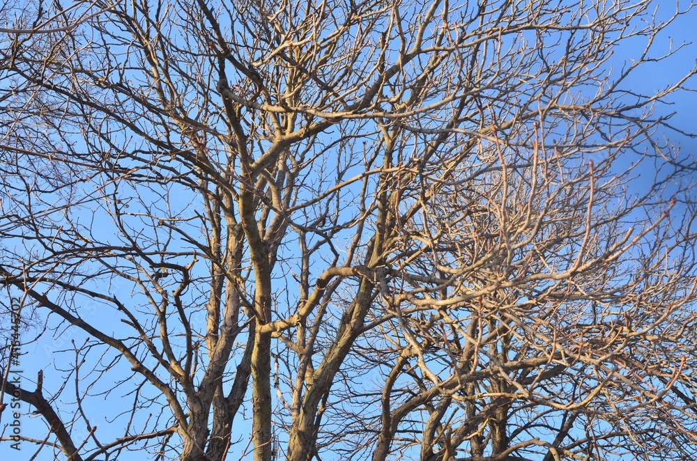 We see tree branches against the background of a bright, clear spring sky.