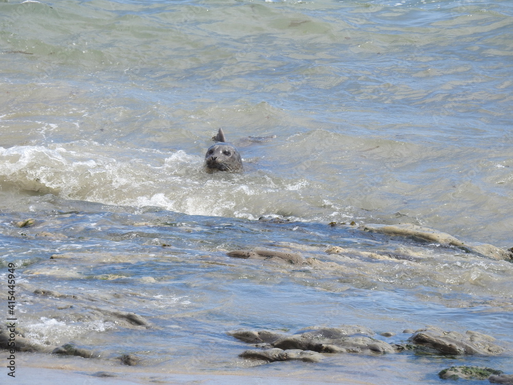 Obraz premium Harbor seal swimming to shore, in the surf, Carpinteria, Santa Barbara County, California.